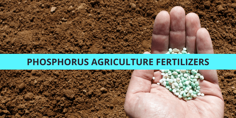 Phosphorus Fertilizer For Tomatoes Growth